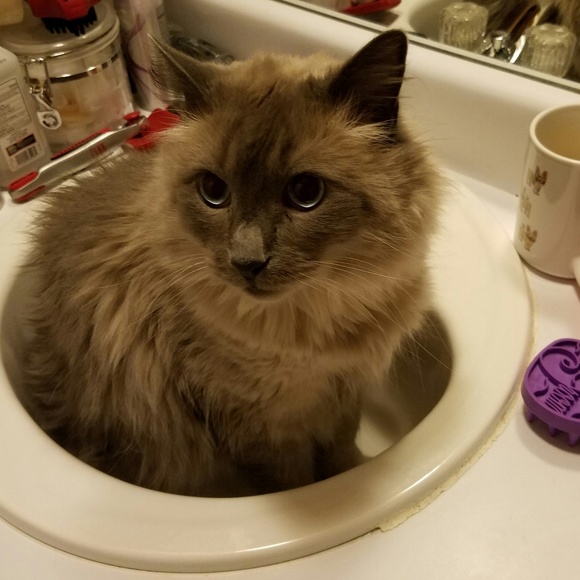 Meet your Posher, Jeanne - Picture 3 of 7